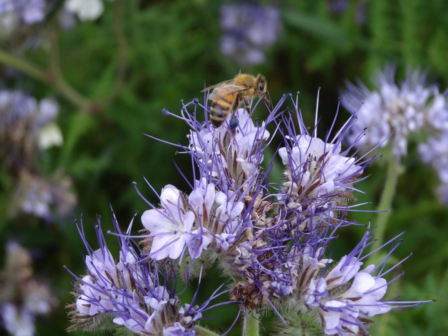 Une abeille butineuse