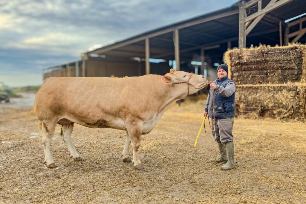 Corentin Métais présente Oma, au concours général des animaux du Salon international de l’agriculture, le 27 février à Paris.